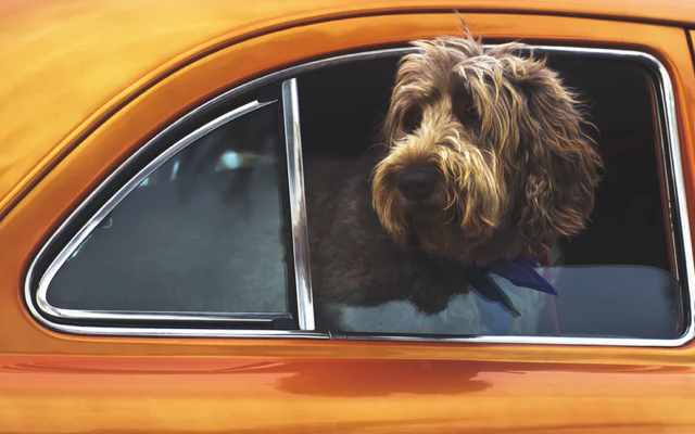 Sophie's labradoodle sticking their head out of an orange car's window